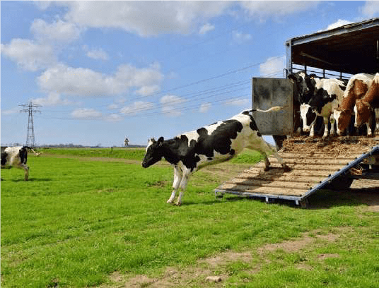 Livestock Trade - ZiMUNDA Farming Magazine | Showcasing the best ...